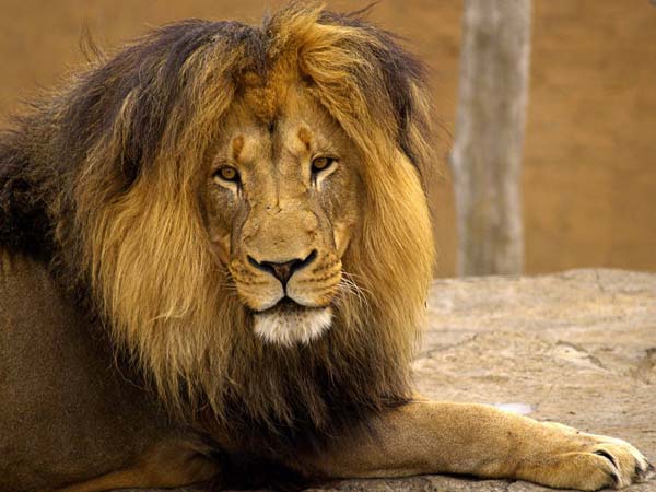 ... : Lion kills siste...