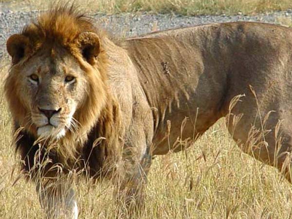 ... : Lion kills siste...