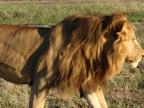 ... : Lion kills siste...