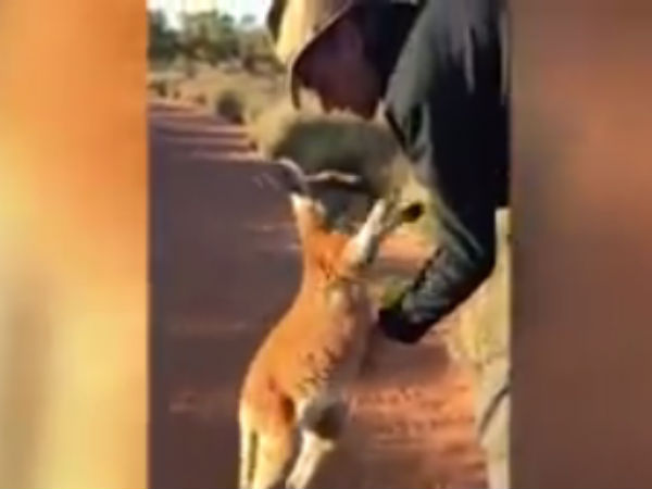 Mobile kangaroo coupon