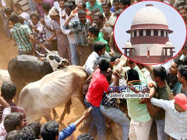 Jallikattu case final hearing adjourned for Dec 7 Jallikattu case final hearing adjourned for Dec 7