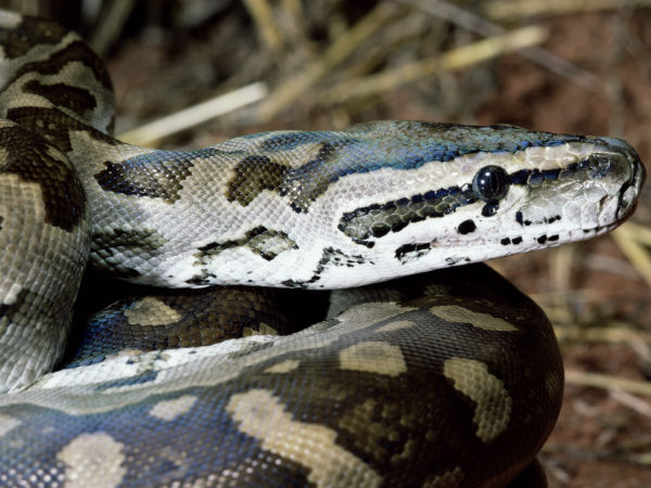 A Rock python chocked to death by other pythons at Mysuru Zoo A Rock python chocked to death by other pythons at Mysuru Zoo