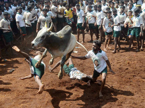 Union ministries clear ordinance on Jallikattu