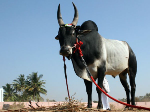 காளைகளுக்கு பூஜை