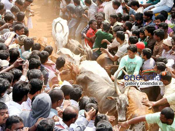 Stir continues, Jallikattu held in Madurai.