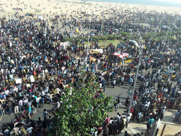 Jallikkattu protesters threw away adhar, voters IDs