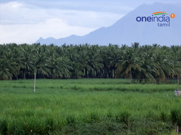 Jallikkatu, a mini Pongal special series