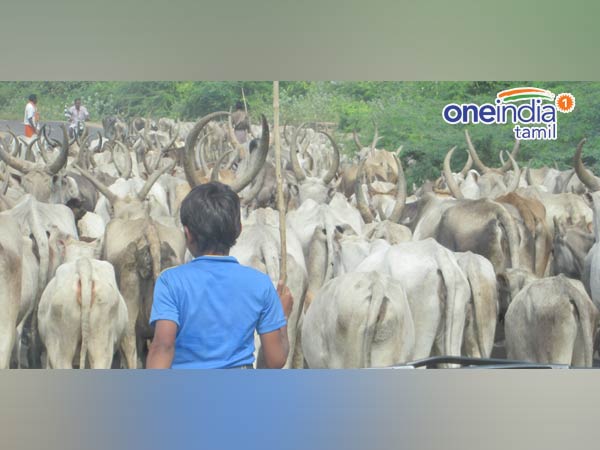Jallikkatu, a mini Pongal special series