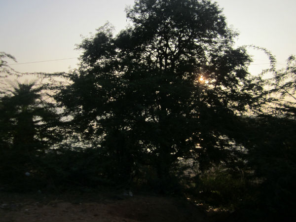 Jallikkatu- Pongal special story