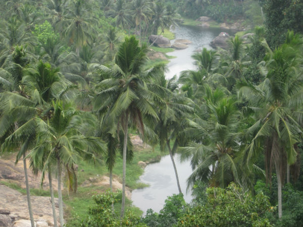 Jallikkatu- Pongal special story