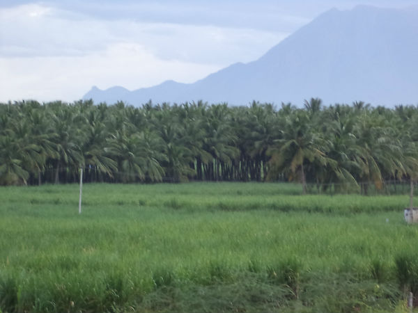 Jallikkatu- Pongal special story