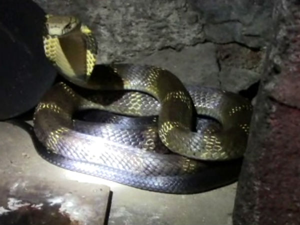 வனத்துறைக்கு தகவல்