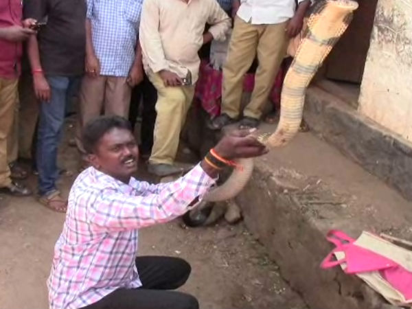 10 அடி நீள ராஜநாகம்