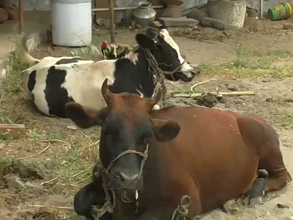 5 cows suddenly dead in Nellai, farmers panic 5 cows suddenly dead in Nellai, farmers panic