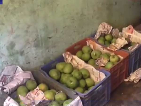 10 tonnes of artificially ripened mangoes seized in chennai 10 tonnes of artificially ripened mangoes seized in chennai