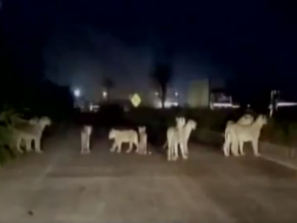 Lions roaming in Gujarat NH, people get panic Lions roaming in Gujarat NH, people get panic