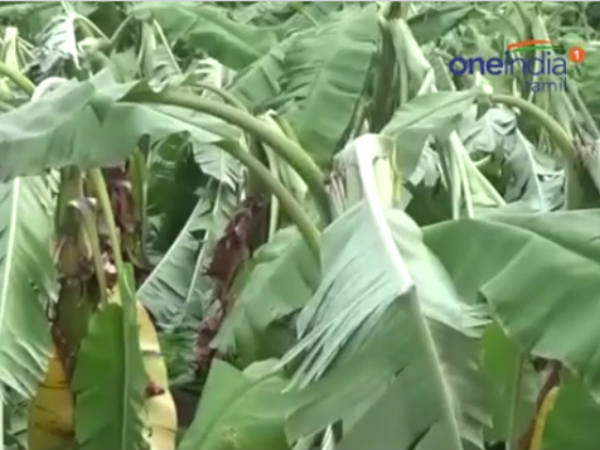 Marudhaa cyclone affects Erode Sathyamangalam Marudhaa cyclone affects Erode Sathyamangalam