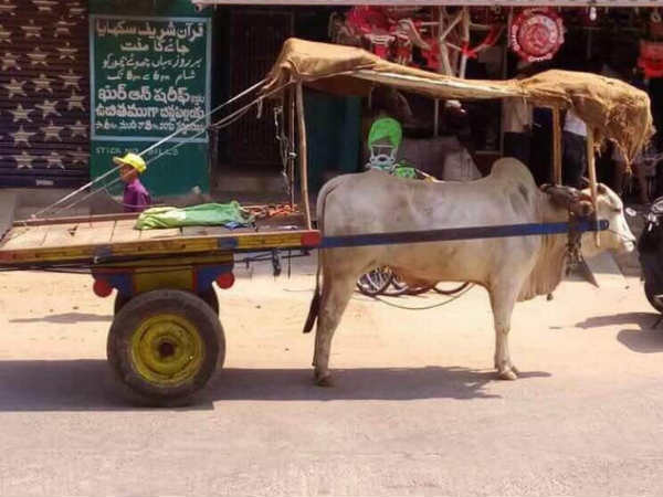 A farmer had set up a ceiling for his bull ih his bullock A farmer had set up a ceiling for his bull ih his bullock