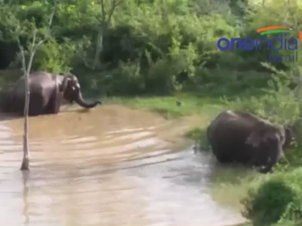 Elephants came out of forest an taking bath in pool Elephants came out of forest an taking bath in pool