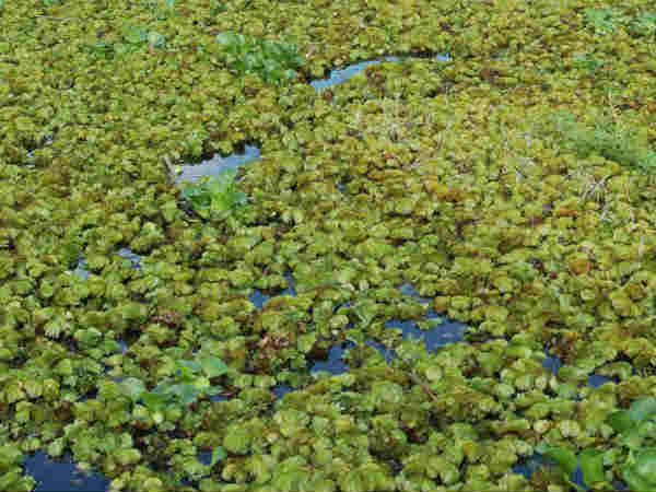 Plant wastage in dam, drinking water taste changes Plant wastage in dam, drinking water taste changes