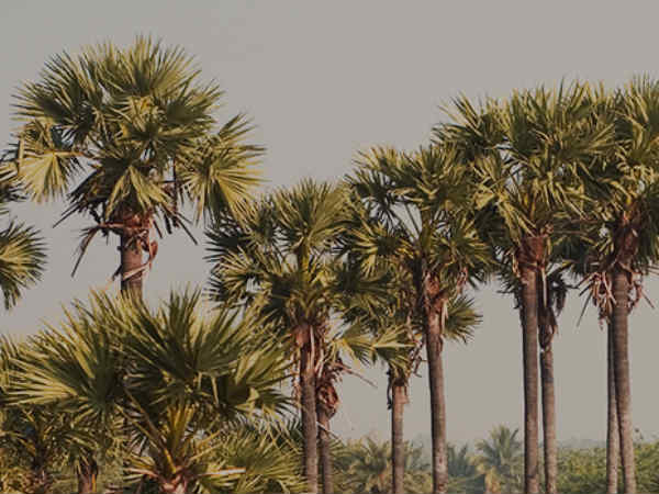 Palm trees are in trouble in Tiruchendur, Udangudi, Kuttam sarounding areas Palm trees are in trouble in Tiruchendur, Udangudi, Kuttam sarounding areas