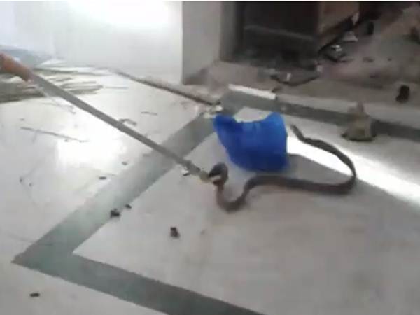 A snake was caught inside the Tamilnadu secretariat A snake was caught inside the Tamilnadu secretariat