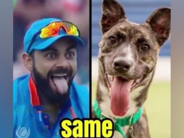 ICC Champions Trophy : Virat Kohli compared to dog by Bangladeshi fans ICC Champions Trophy : Virat Kohli compared to dog by Bangladeshi fans