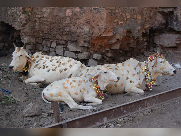 கோதானம்