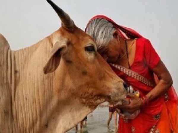 பசுவும் பெண்ணும் ஒன்று