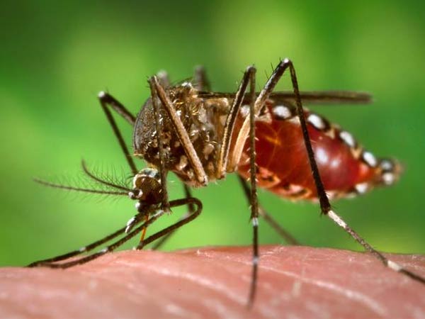 A boy and a girl were killed by the mysterious fever near in Nellai A boy and a girl were killed by the mysterious fever near in Nellai