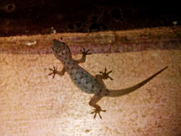 Chennai quaide millethe college students hospitalised due to have food which lizard falls Chennai quaide millethe college students hospitalised due to have food which lizard falls