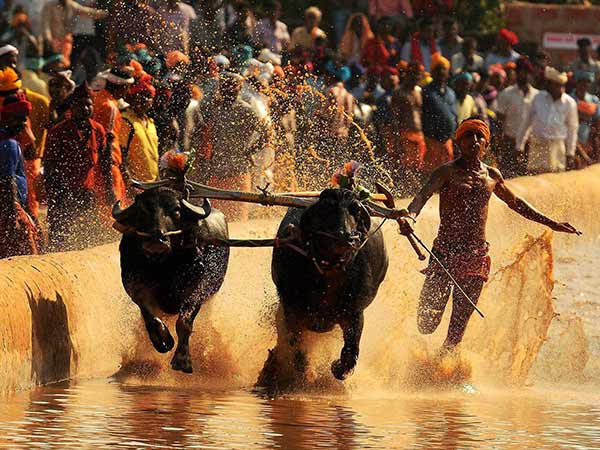 Kambala is now legal in Karnataka, President promulgates ordinance Kambala is now legal in Karnataka, President promulgates ordinance