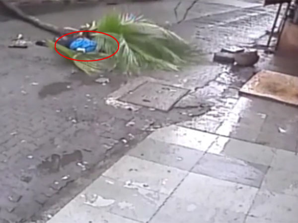 A tree fell on a woman who is a former Doordarshan anchor in Mumbai A tree fell on a woman who is a former Doordarshan anchor in Mumbai