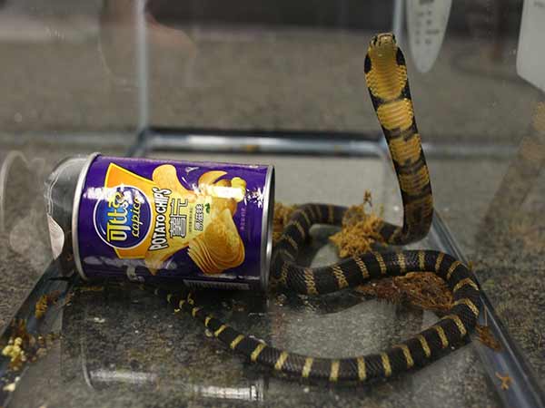 King Cobra found in Potato chips King Cobra found in Potato chips