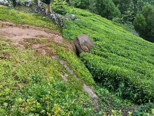 Elephant died in Munnar forest range Elephant died in Munnar forest range