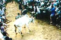 Jallikattu in Villages
