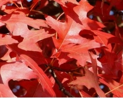Red Leaves