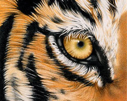 Tiger eye
