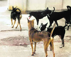 Dogs