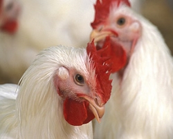 Poultry Poultry