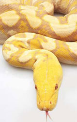 Snake Snake