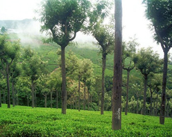 Ooty Ooty