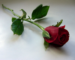 Red Rose Red Rose