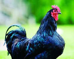 Hen Hen