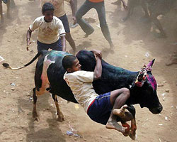 Jallikattu Jallikattu