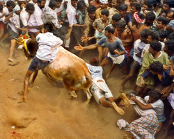 Jallikattu Jallikattu