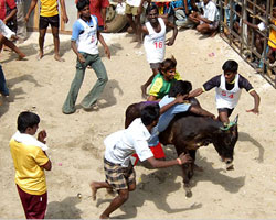 Jallikattu Jallikattu