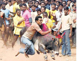 Jalikattu Jalikattu