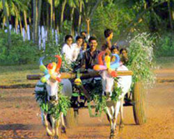 Pongal festival Pongal festival