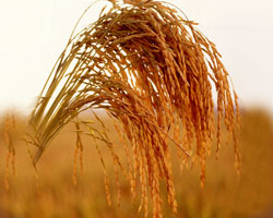 Rice Rice